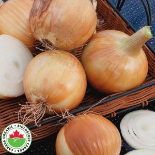 Cortland Organic Onion Thumbnail
